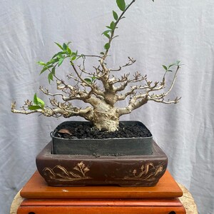 Árvore Wrightia religiosa em bonsai, tamanho pequeno | Tronco grande e forma madura
