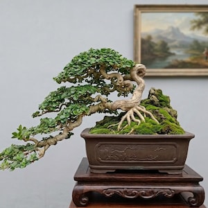 May include: A bonsai tree with a twisted, light-colored trunk and dense green foliage, styled in a cascading form. The tree is planted in a rectangular brown ceramic pot filled with moss and rock, resting on a dark wooden display stand.