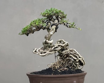 Real Pict Serissa Foetida Bonsai Tree – Live Tropical Plant