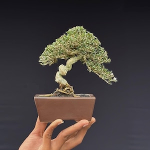 Pode incluir: Um pequeno bonsai com um tronco retorcido de cor clara e folhagem verde densa. A árvore está plantada num vaso retangular de cerâmica castanha lisa. A planta apresenta raízes visíveis na base do tronco sobre um fundo escuro.