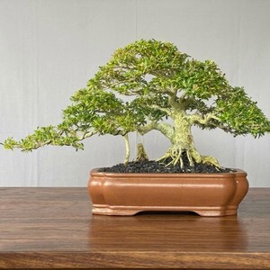 Desmodium Blue Bell Micro Vietnam Bonsai Tree | Small Size