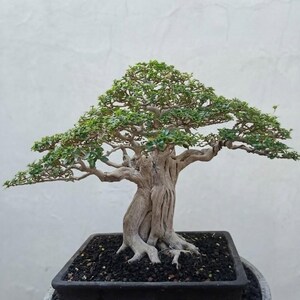 Bonsai de Premna Microphylla Pict | Tamanho pequeno - Tronco grosso - Espécime tropical vivo