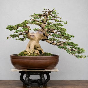 Può includere: Un bonsai con un tronco spesso di colore chiaro e rami estesi coperti da piccole foglie verdi. L'albero è piantato in un vaso di ceramica marrone, largo e rotondo, che poggia su una lastra di pietra bianca sopra un supporto in legno decorato.