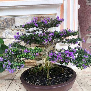 May include: A bonsai tree with a thick, textured trunk and vibrant green leaves. The tree is adorned with clusters of small, purple flowers. It is planted in a brown, oval-shaped pot, creating a miniature landscape.