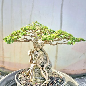 May include: A bonsai tree with vibrant green leaves and a gnarled trunk, rooted in a dark pot. The tree's roots are exposed, clinging to a textured rock. The pot sits within a larger, gray container.