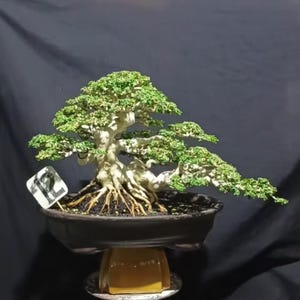 Könnte beinhalten: Ein Bonsai-Baum mit einem dicken, hellen Stamm und freiliegenden Wurzeln, der dichtes grünes Laub in geschichteten Polstern aufweist. Der Baum ist in eine dunkle, flache ovale Schale gepflanzt und trägt ein kleines weißes Schild mit der Nummer 12.