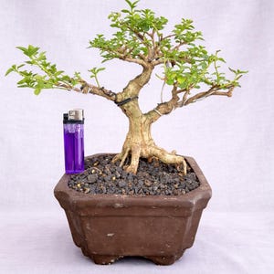 Real Pict Premna Microphylla Bonsai Árbol Tamaño Mame