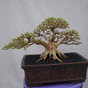 Puede incluir: Un bonsái con un tronco texturizado y raíces expuestas está plantado en una maceta marrón rectangular. Las ramas del árbol se extienden hacia afuera, cubiertas de pequeñas hojas verdes. La maceta se encuentra sobre una superficie morada.