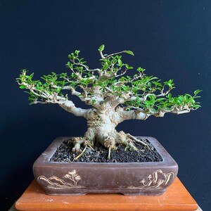 Árbol bonsái real Wrightia Religiosa / Tronco grande, tamaño pequeño