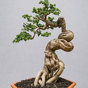 Pode incluir: Uma árvore bonsai com um tronco torcido e pequenas folhas verdes. A árvore está plantada em um vaso hexagonal laranja cheio de terra. O fundo é cinza claro liso.