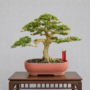 dracaena curry Kiwi Dragon Tree – Dracaena ‘kiwi Cane’ main image 0