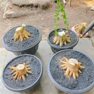 以下が含まれることがあります： 黒いプラスチック製の鉢4つに、太い薄茶色の根が露出した盆栽の切り株が植えられています。1つの切り株からは、切り口の中央から小さな葉をつけた細い緑色の茎が垂直に伸びています。