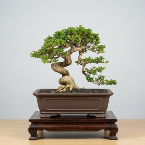 Real Pict Premna Microphylla Live Bonsai Tree | Twisted Trunk Semi Casade Style