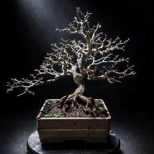 Bonsái vivo de cerezo de Barbados / Tamaño pequeño