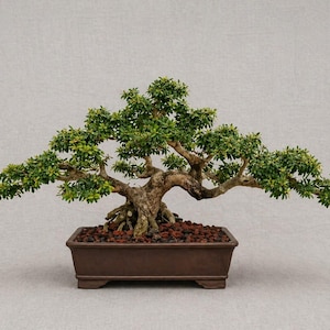 Desmodium Blue Bell Live Bonsai Tree Small Size | 26cm heigh 60cm width