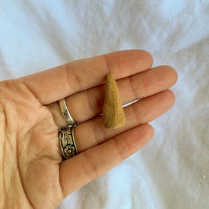 Puede incluir: Un pequeño cono de incienso marrón claro se sostiene en una mano abierta, sobre una superficie de tela blanca. El cono es de color marrón claro y tiene forma cónica. La mano tiene varios anillos en los dedos. El fondo es una tela blanca texturizada.