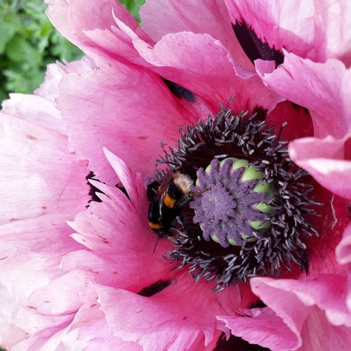 Brambly Hedge Border Fine Arts Dusty Pushing Pram BH75 - Excellent