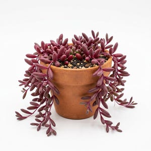 May include: A trailing succulent plant with deep burgundy, bean-shaped leaves planted in a round, terracotta-colored clay pot. The plant features numerous stems that cascade over the sides of the pot, revealing dark soil and small pebbles.