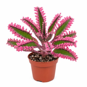 May include: A Kalanchoe plant with vibrant pink-edged green leaves featuring small plantlets along the serrated margins. The succulent has a thick, pinkish stem and is potted in a simple, round, terracotta-colored plastic container filled with soil.