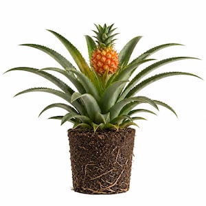 May include: A potted pineapple plant with a small, ripe pineapple fruit. The plant has long, green, spiky leaves and is rooted in soil. The pineapple fruit is orange and green.