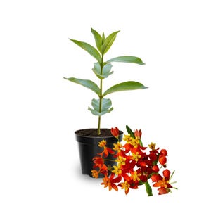 May include: A potted plant with green leaves and a cluster of orange and yellow flowers. The plant is in a black pot, and the flowers are in full bloom. The background is white.