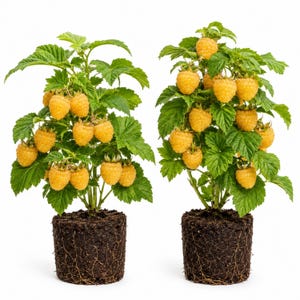 May include: Two potted raspberry plants with bright yellow berries. The plants have green leaves and are set against a white background. The roots are visible in the dark soil. The berries are clustered and appear ripe.