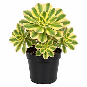 Aeonium Succulent in 4 Inch Pot, Rosette Succulent Plant, Striking Architectural Houseplant and Garden Succulent