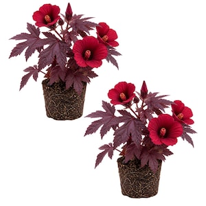 May include: Two potted hibiscus plants with vibrant red flowers and deep burgundy leaves. The flowers have prominent yellow stamens, and the plants are set in dark, earthy pots. The image is set against a clean white background.