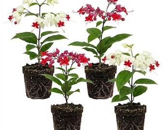 Set 4 Live Bleeding Heart Plants 4-7 Inches, Dicentra Spectabilis, Shade Perennial with Heart Shaped Flowers for Garden