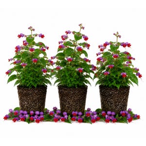 May include: Three potted plants with vibrant green foliage and clusters of small red and purple flowers. The plants are in dark brown pots, with a border of purple and red flowers at the base, all set against a white background.