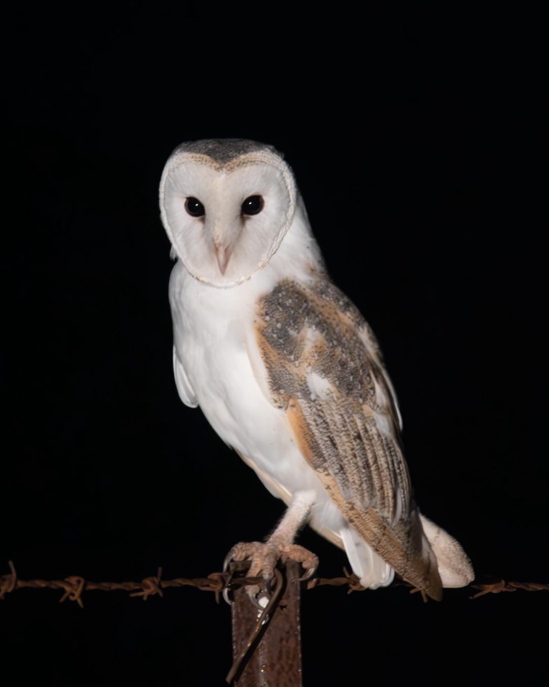 Silent Watcher - Barn Owl Fine Art Wildlife Print - Etsy