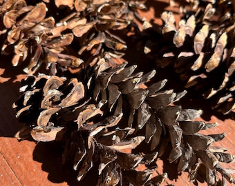 Medium Pine Cones For Crafting 10 Cones