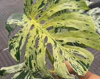 Monstera Deliciosa Bulbasaur – Sällsynt samlarväxt – Tropisk krukväxt inomhus