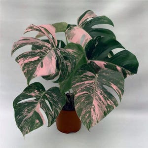 Esqueje enraizado de Monstera rosa variegada – Arácea tropical rara – Planta de interior para principiantes