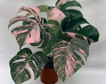 Roze monstera bonte stek met wortels – zeldzame tropische aroid – starter kamerplant voor binnen