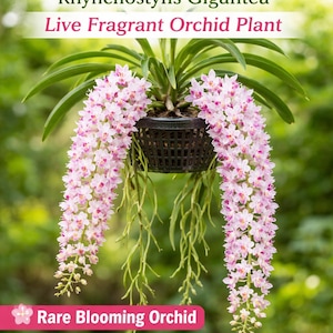 Peut inclure: Un Foxtail Orchid, Rhynchostylis Gigantea, avec des grappes de fleurs roses et blanches en cascade. La plante est dans un panier suspendu, avec un feuillage vert et de longues racines pendantes. Le texte indique "Live Fragrant Orchid Plant."
