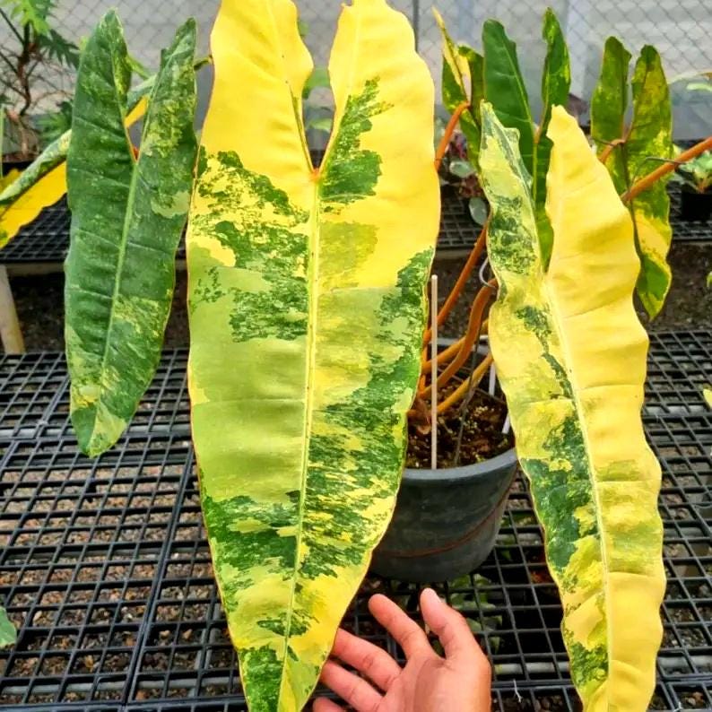 Philodendron billietiae variegated - Etsy 日本