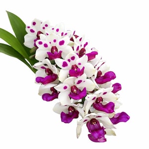 White Orchid Live Plant – Elegant Blooming Flower – Easy Care Indoor Houseplant