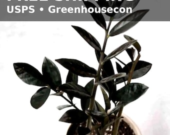 Planta ZZ negra viva – Zamioculcas Raven – Planta de interior de fácil cuidado y poca luz