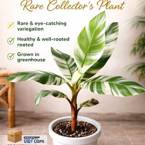 Puede incluir: Una taza de cerámica blanca con asa negra y el texto "But First, Coffee" en negro, con una fuente de estilo manuscrito. La taza está sobre una superficie blanca.