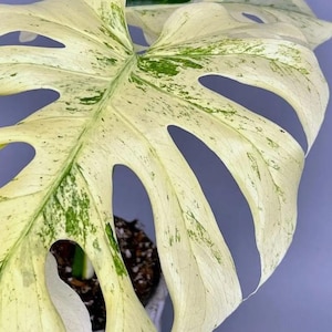 Monstera Full Mint Deliciosa Rooted Cutting – Rare Variegated Aroid – Mint Green Tropical Plant