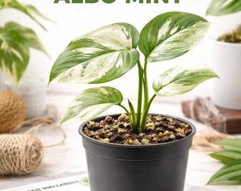 Monstera Adansonii Albo Mint Rooted Cutting – Rare Variegated Aroid –  Plant Houseplant Phytosanitary Certificate