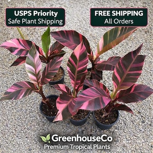 Bananier rose Musa Nono vivant – Plante ornementale tropicale rare d'intérieur et d'extérieur