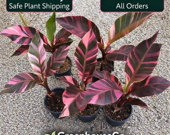 Bananier rose Musa Nono vivant – Plante ornementale tropicale rare d'intérieur et d'extérieur