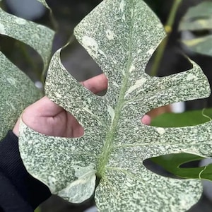 Monstera Deliciosa Mint Variegated Tissue Culture Rooted Cutting – Rare Aroid – Tropical Houseplant Starter