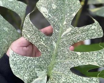 モンステラ・デリシオサ・ミント斑入り組織培養発根挿し木 – 希少なサトイモ科植物 – 熱帯観葉植物のスターター