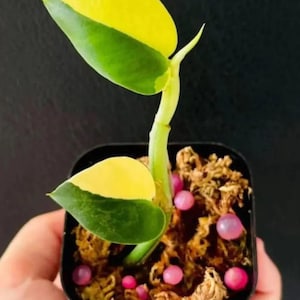 Rhaphidophora Hayi Half Moon Live Plant – Rare Variegated Shingling Aroid – Indoor Houseplant