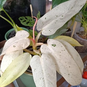 Puede incluir: Primer plano de una planta en maceta con hojas grandes y blancas salpicadas de verde. Un tallo rosado emerge del centro. La planta está en una maceta verde, con otras plantas visibles en el fondo.