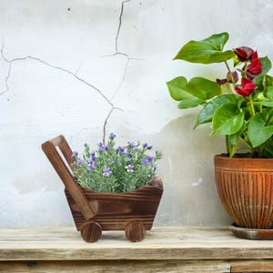 Könnte beinhalten: Ein kleiner Holzkarren-Pflanztopf gefüllt mit lila Blumen. Der Wagen hat zwei Räder und einen Griff. Rechts steht eine Topfpflanze mit grünen Blättern und roten Blüten. Der Hintergrund ist eine strukturierte, cremefarbene Wand.