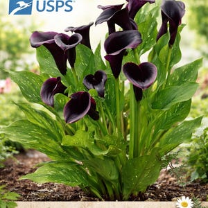 Puede incluir: Primer plano de calas moradas oscuras con flores en forma de corazón y hojas verdes. La imagen incluye el texto "Greenhousecon" y el logotipo de USPS.